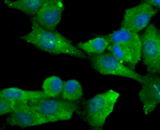 DLL4 (delta-like 4) Antibody in Immunocytochemistry (ICC/IF)