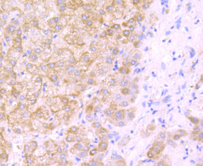 DLL4 (delta-like 4) Antibody in Immunohistochemistry (Paraffin) (IHC (P))