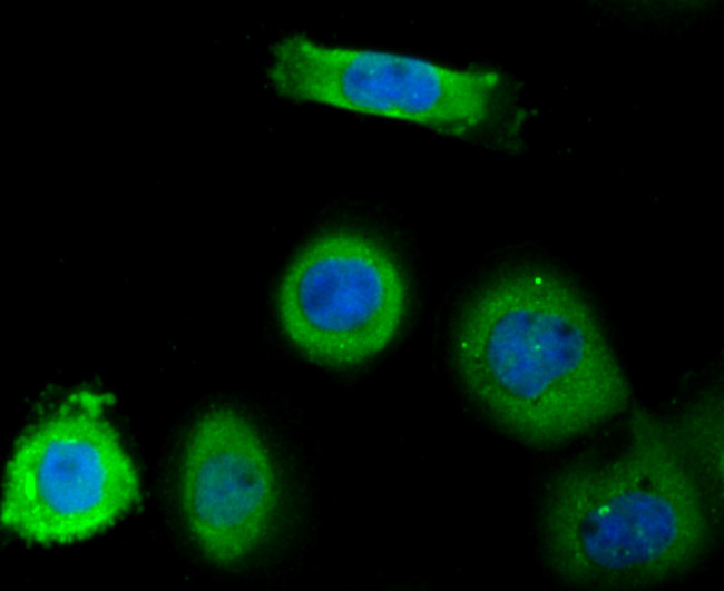 TNFAIP3 Antibody in Immunocytochemistry (ICC/IF)