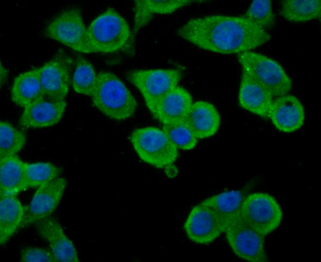 TNFAIP3 Antibody in Immunocytochemistry (ICC/IF)