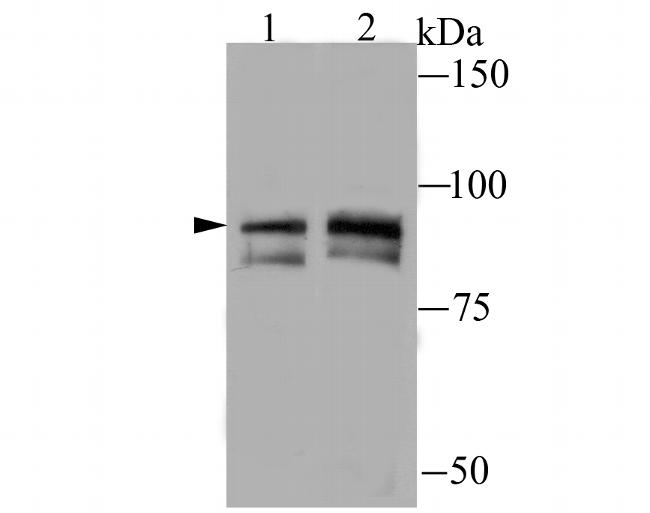 TNFAIP3 Antibody in Western Blot (WB)