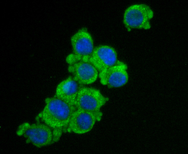 ZIP12 Antibody in Immunocytochemistry (ICC/IF)