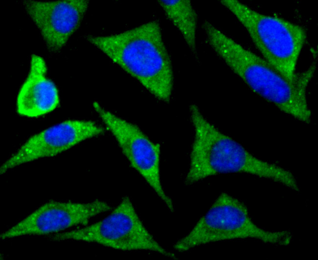 ZIP12 Antibody in Immunocytochemistry (ICC/IF)