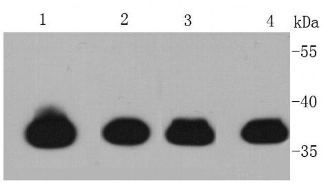 Cardiac Troponin T Antibody in Western Blot (WB)