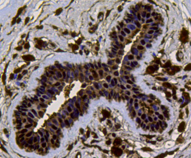 VCP Antibody in Immunohistochemistry (Paraffin) (IHC (P))