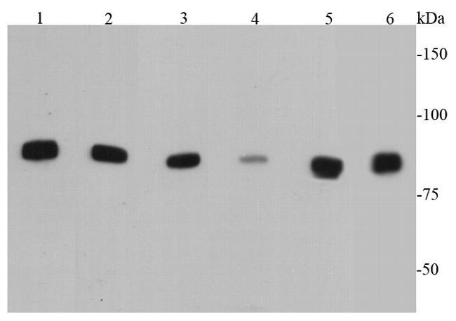 IKK alpha Antibody in Western Blot (WB)