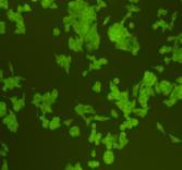 Pan Ras Antibody in Immunocytochemistry (ICC/IF)