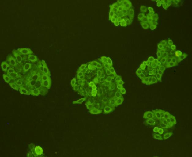 Pan Ras Antibody in Immunocytochemistry (ICC/IF)