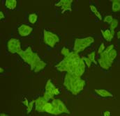 Pan Ras Antibody in Immunocytochemistry (ICC/IF)