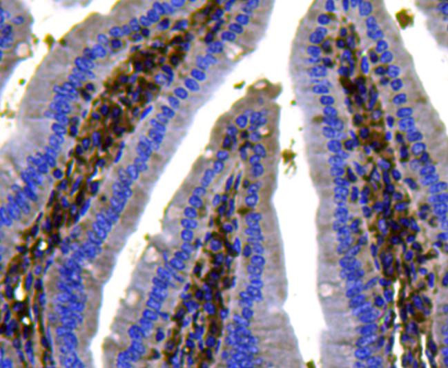 Pan Ras Antibody in Immunohistochemistry (Paraffin) (IHC (P))