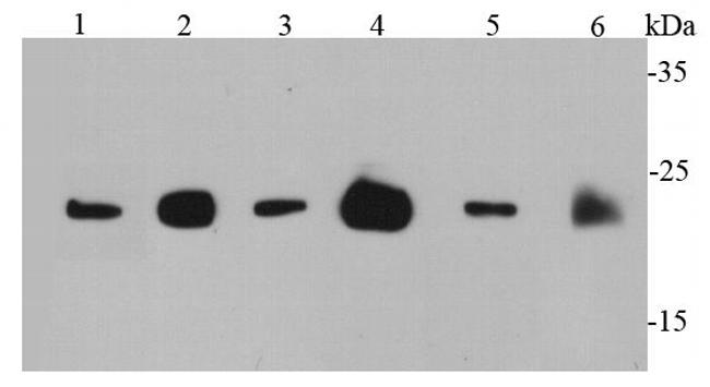 Pan Ras Antibody in Western Blot (WB)