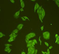 GAP43 Antibody in Immunocytochemistry (ICC/IF)