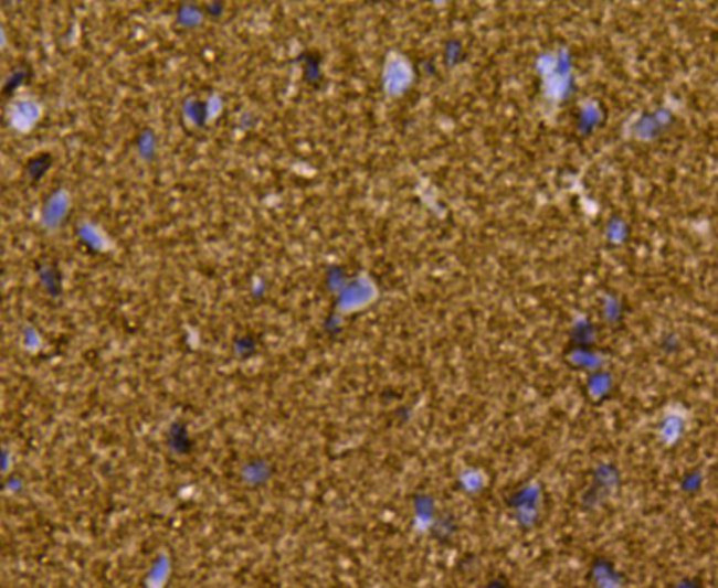 GAP43 Antibody in Immunohistochemistry (Paraffin) (IHC (P))