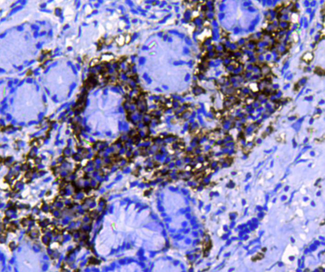 PDI Antibody in Immunohistochemistry (Paraffin) (IHC (P))