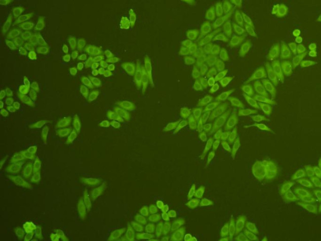 c-Met Antibody in Immunocytochemistry (ICC/IF)