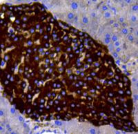 Chromogranin A Antibody in Immunohistochemistry (Paraffin) (IHC (P))