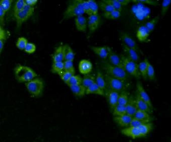 BMP-2 Antibody in Immunocytochemistry (ICC/IF)