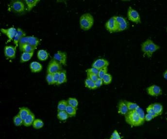 BMP-2 Antibody in Immunocytochemistry (ICC/IF)