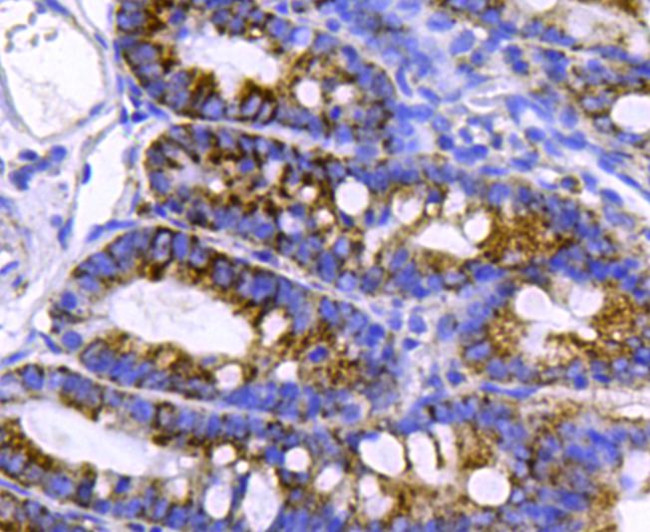 BMP-2 Antibody in Immunohistochemistry (Paraffin) (IHC (P))