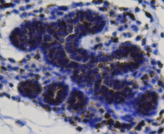 BMP-2 Antibody in Immunohistochemistry (Paraffin) (IHC (P))