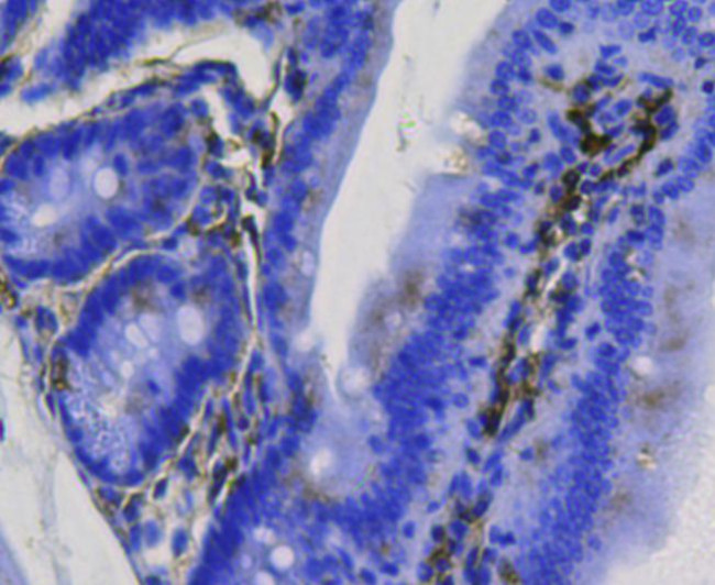 BMP-2 Antibody in Immunohistochemistry (Paraffin) (IHC (P))