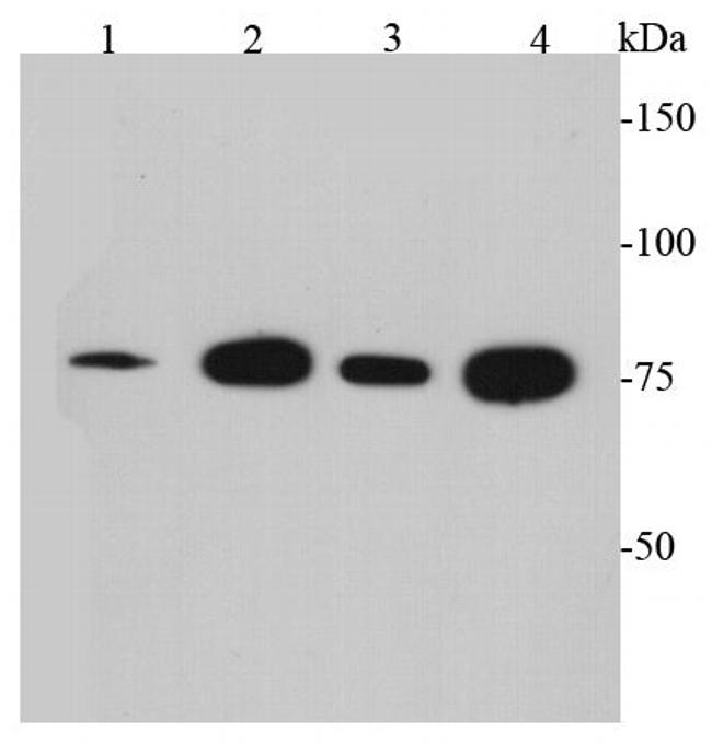 BMP-2 Antibody in Western Blot (WB)