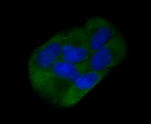 CD73 Antibody in Immunocytochemistry (ICC/IF)