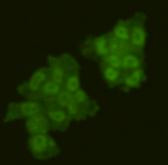 GMNN Antibody in Immunocytochemistry (ICC/IF)