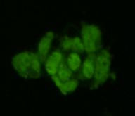 GMNN Antibody in Immunocytochemistry (ICC/IF)