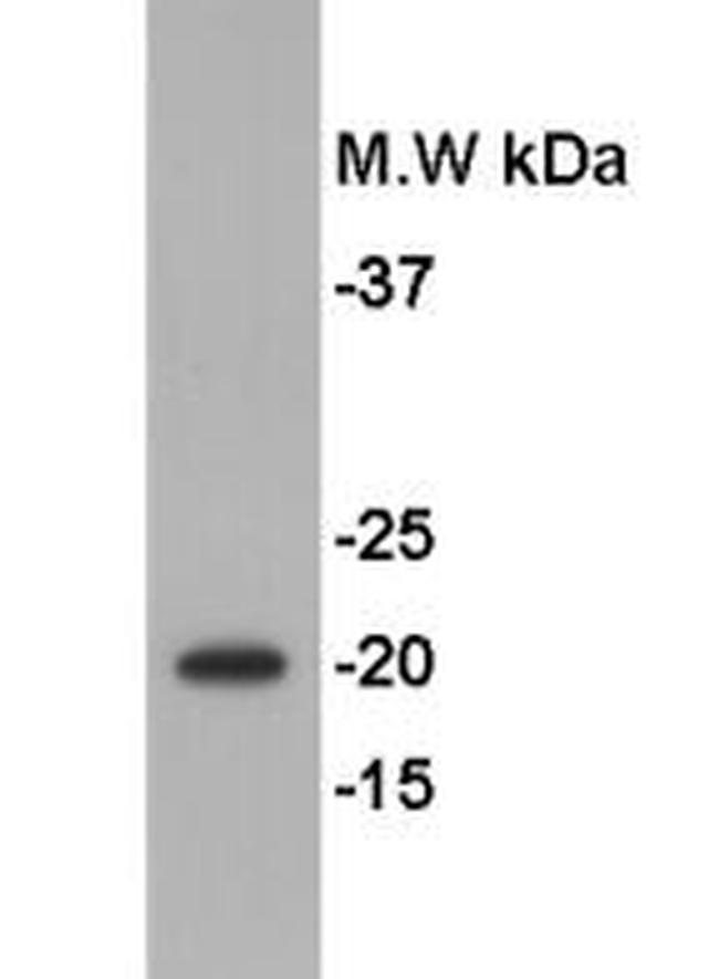 GMNN Antibody in Western Blot (WB)