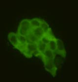 CD79a Antibody in Immunocytochemistry (ICC/IF)