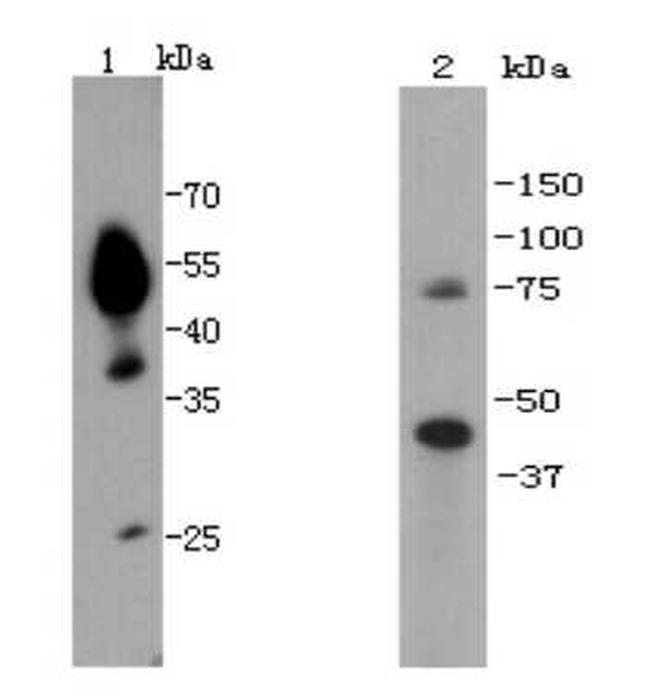 UTF1 Antibody in Western Blot (WB)