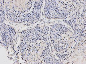 Stella Antibody in Immunohistochemistry (Paraffin) (IHC (P))