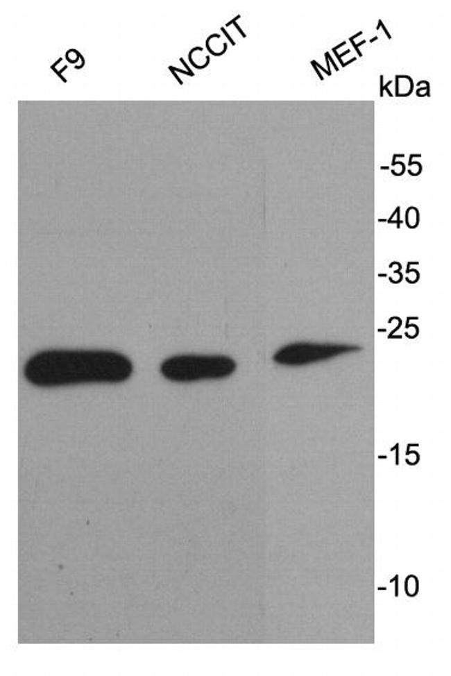 Stella Antibody in Western Blot (WB)