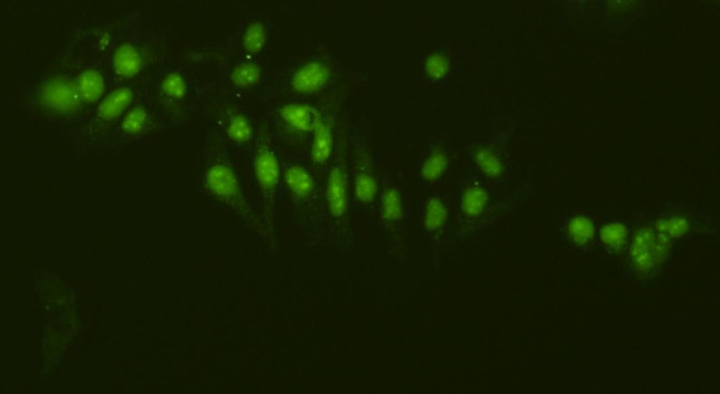 Nucleolin Antibody in Immunocytochemistry (ICC/IF)