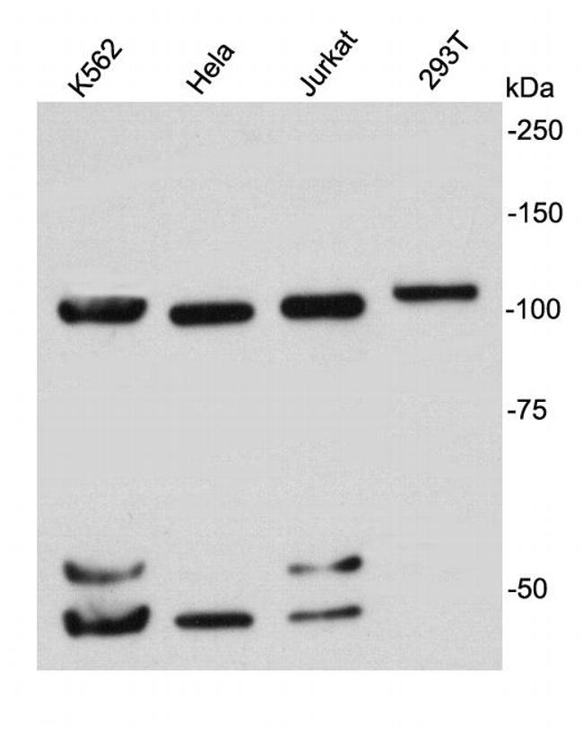 Nucleolin Antibody in Western Blot (WB)