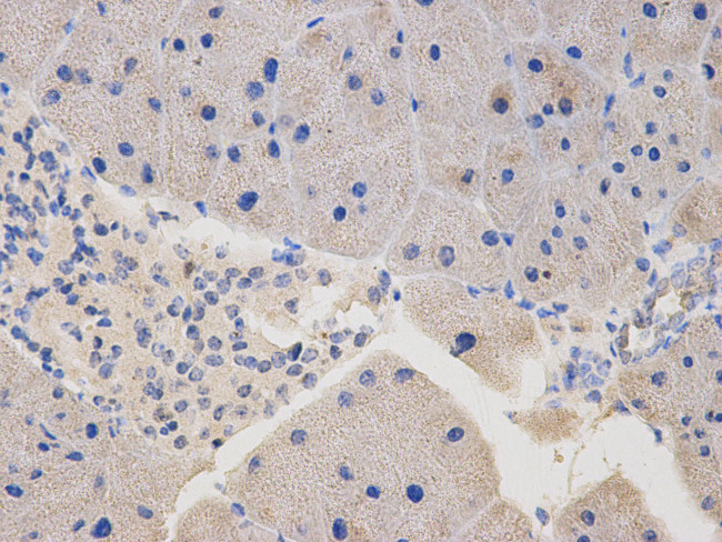 TESPA1 Antibody in Immunohistochemistry (Paraffin) (IHC (P))