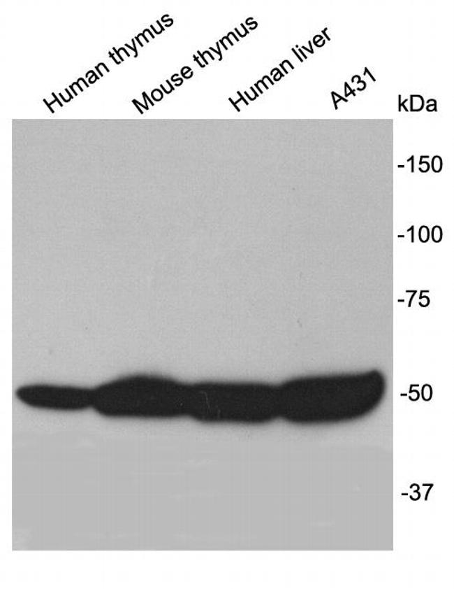 TESPA1 Antibody in Western Blot (WB)