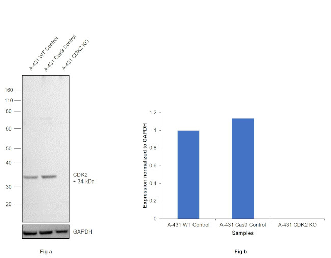 CDK2 Antibody