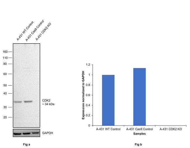 CDK2 Antibody in Western Blot (WB)