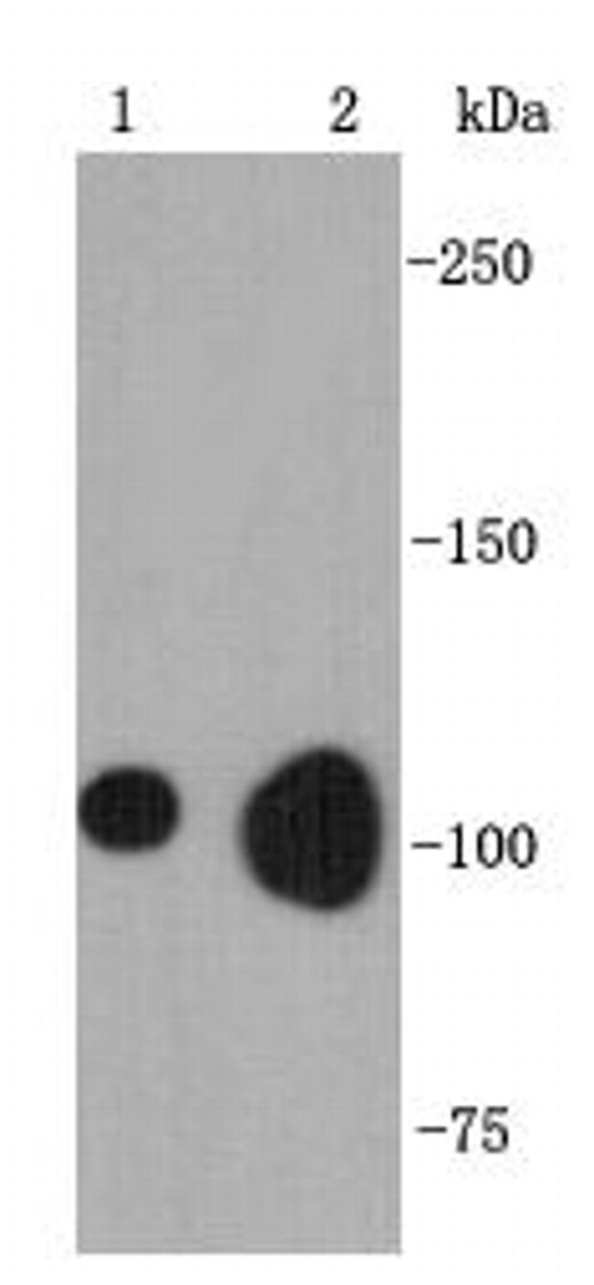 BNC1 Antibody in Western Blot (WB)