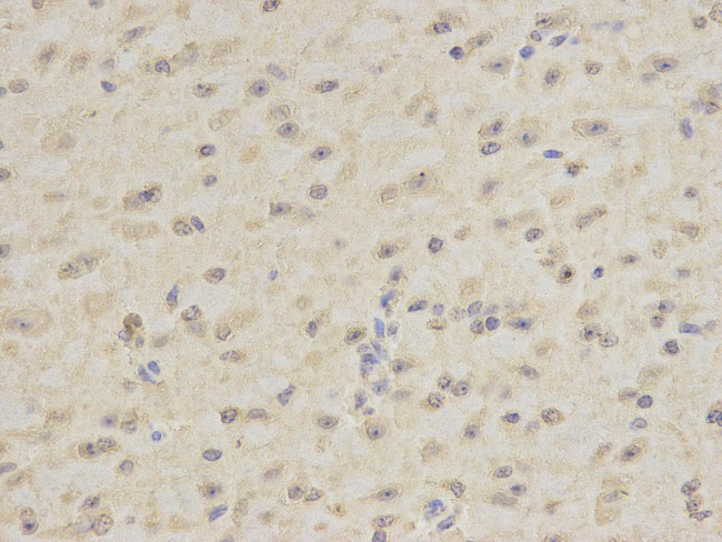 DPY30 Antibody in Immunohistochemistry (Paraffin) (IHC (P))