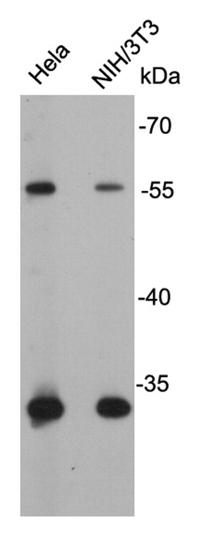 GLUT4 Antibody in Western Blot (WB)