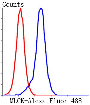 MYLK Antibody in Flow Cytometry (Flow)