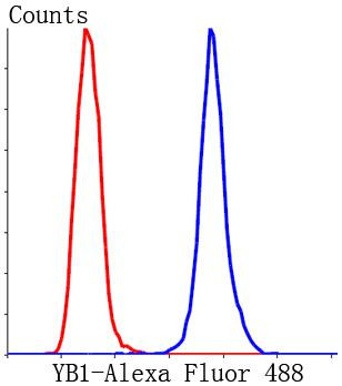 YBX1 Antibody in Flow Cytometry (Flow)