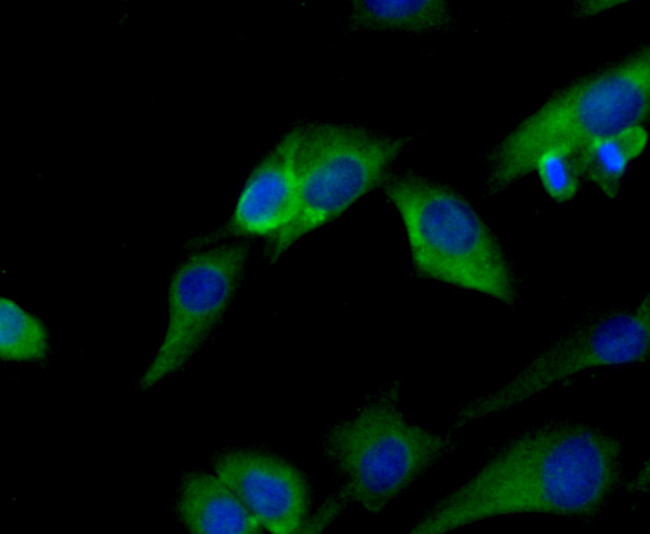 PRDX2 Antibody in Immunocytochemistry (ICC/IF)