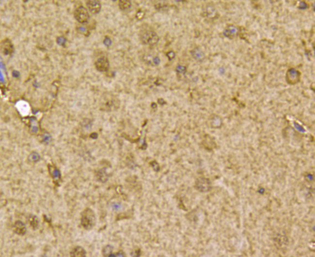 PRDX2 Antibody in Immunohistochemistry (Paraffin) (IHC (P))