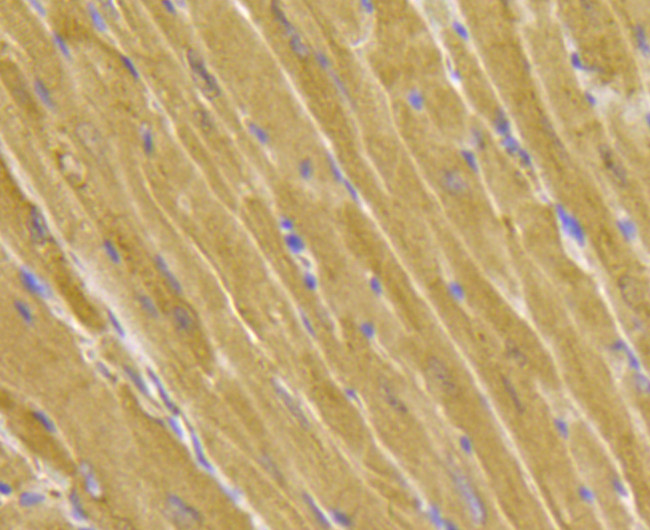 PRDX2 Antibody in Immunohistochemistry (Paraffin) (IHC (P))