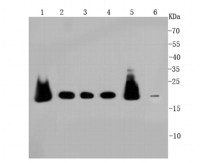 PRDX2 Antibody in Western Blot (WB)