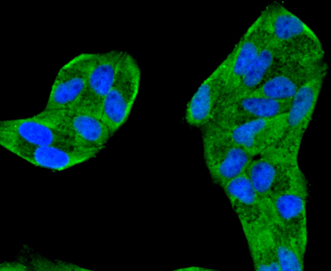 Cytochrome C Antibody in Immunocytochemistry (ICC/IF)